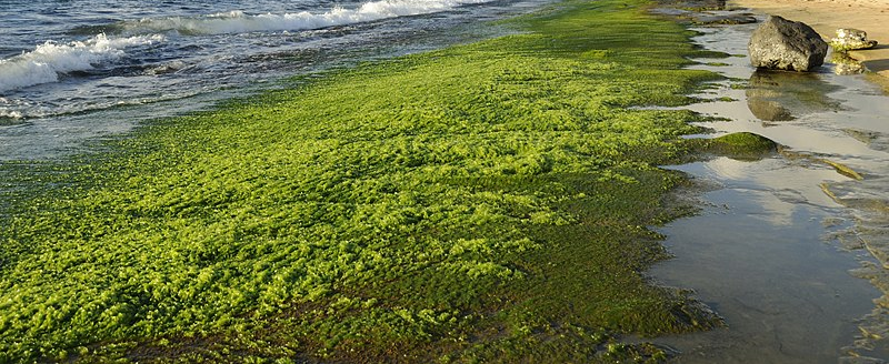 Les algues vertes, une pollution peu connue